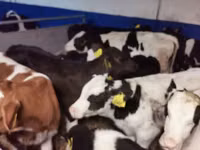 Bulle, Russian Black pied cattle — Foto 3
