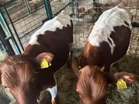 Rinder (Partie, Geschlecht nicht angegeben), Simmental cattle — Foto 2