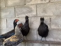 Gallinas Shamo — foto 2