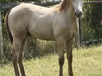 حصان, Kentucky mountain daddle horse — الصورة 2