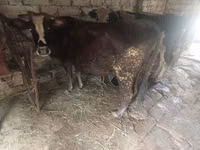 Vaca, Ganado vacuno — foto 1