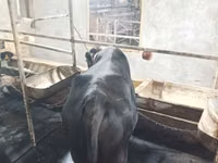 Kuh, Aberdeen-Angus — Foto 6