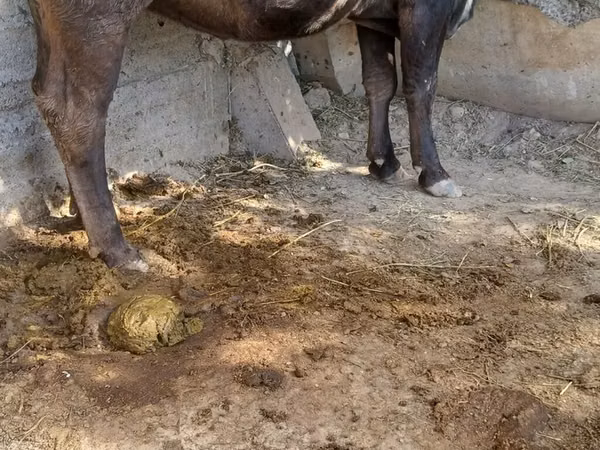 Cow, Alatau breed