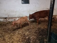 母牛, Cattle — 照片 3