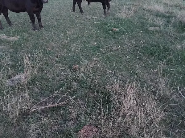 Vaca, Aberdeen-Angus