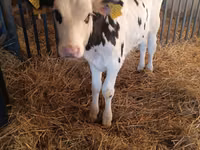 Toro, Russian Black pied cattle — foto 3