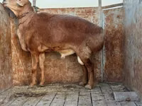 मेढ़ा, भेड़ — फ़ोटो 1