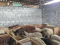Schaf, Beulah Speckled face sheep — Foto 7