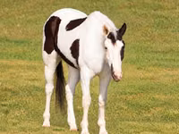Horse (M), American paint horse — photo 3
