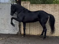 Horse (M), Karachay horse — photo 1