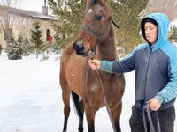 فرس, Akhal-Teke — الصورة 3