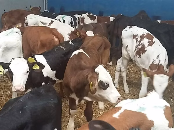 Toro, Simmental cattle