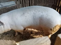 Boar — photo 1
