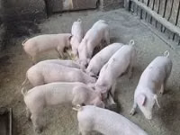 Pigs (batch, sex not specified) — photo 1