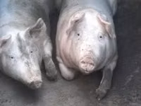Sow, Pigs — photo 1
