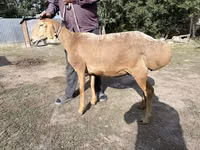 نعجة, Arashan sheep — الصورة 1
