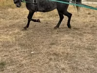 Horses (batch, sex not specified), Lipizzaner — photo 1