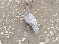 Ducks — Foto 1
