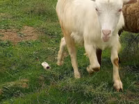 Cabra, Saanen goat — foto 2