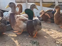 ساكسوني — الصورة 1