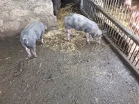 Boar — photo 3
