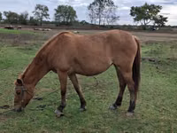 Mare, Azerbaijan horse — photo 2