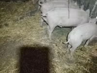 Pigs (batch, sex not specified), Pigs — photo 2