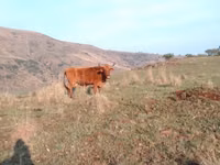 Kuh, Nguni cattle — Foto 2