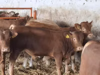 Bull, Simmental cattle — photo 2