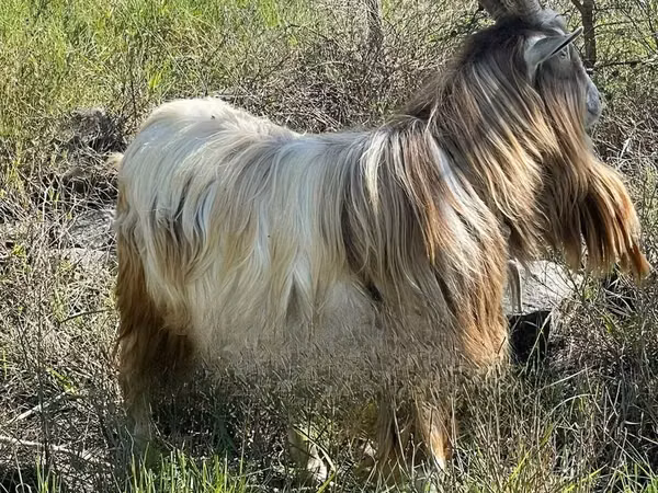 Billy Goat, Toggenburg goat — Kenya