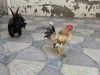 Chickens — الصورة 4