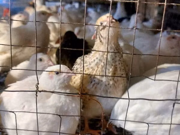 King Quail