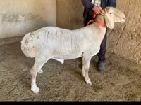 公羊, Arashan sheep — 照片 1