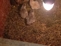Chickens — foto 4