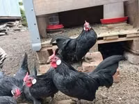 Bantam — foto 3