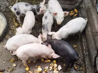 Boar, Pigs — photo 1