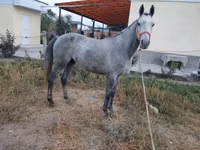 घोड़ा, Friesian sport horse — फ़ोटो 1