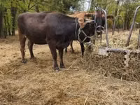 Cow, Brown Carpathian breed — photo 2