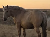 Horse (M), New Altai Horse — photo 1