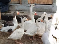 Geese — photo 6