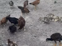 Chickens — الصورة 1