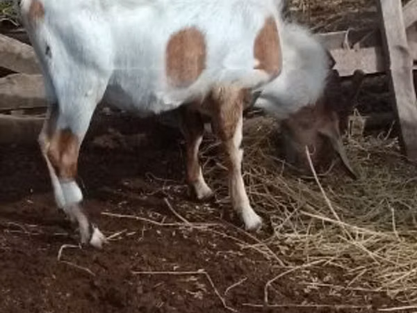 Cabro, Nubian Goat