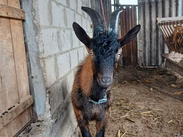 公山羊, Italian Alpine goat
