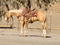 Hengst, Quarter Horse — Foto 4