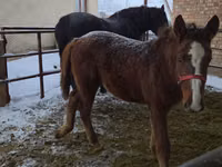 Mare, Horses — photo 1