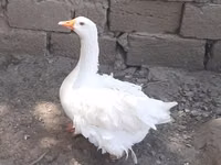 Geese — photo 1