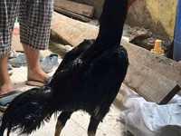 Guinea fowl — 照片 2