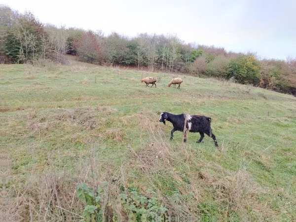 Cabras (lote, sexo no especificado), Cabras