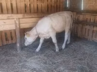 بقرة, Charolais cattle — الصورة 2