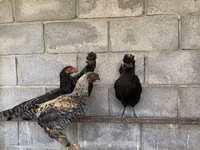 Gallinas Shamo — foto 3